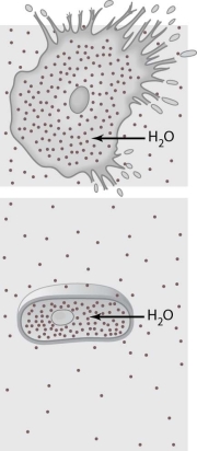 The cells illustrated in Figure 3- 1 are in a(n) environment.