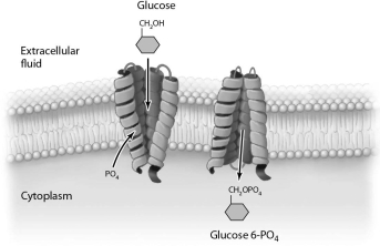 The process illustrated in Figure 3- 6 occurs in (eukaryotic/bacterial/archaeal) cells.