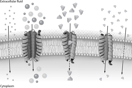 The processes illustrated in Figure 3- 4 do not require energy input.