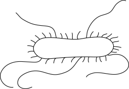 The short structures on the surface of the cell in Figure 3.5 are cilia.