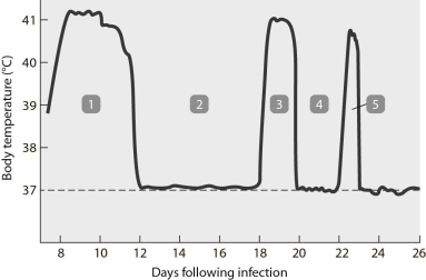 <strong> This pattern of fever is most commonly seen with</strong> A) Lyme disease. B) relapsing fever. C) yaws. D) syphilis. E) lymphogranuloma venereum.