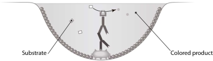<strong>  Which type of antibody assay is represented in this figure?</strong> A) an immunodiffusion assay B) a western blot C) an indirect ELISA D) a direct ELISA E) an indirect immunofluorescence assay <div style=padding-top: 35px> 