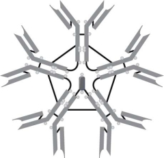 <strong> The type of immunoglobulin illustrated here is</strong> A) IgE. B) IgM. C) IgG. D) IgD. E) IgA.