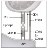 <strong> What will be the direct result of the interaction shown in this figure? (This interaction is occurring in a lymph node.)</strong> A) clonal deletion of a T lymphocyte B) activation of a helper T lymphocyte C) activation of a B lymphocyte D) activation of a cytotoxic T lymphocyte E) clonal deletion of a B lymphocyte
