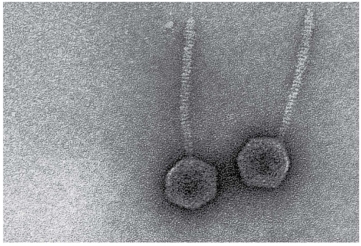   The virions shown in the figure have a (polyhedral/helical/complex) capsid.<div style=padding-top: 35px> 