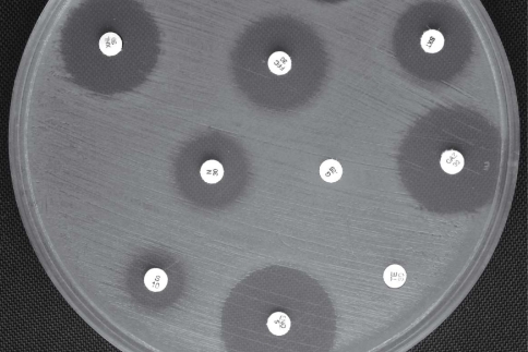 Examine the diffusion susceptibility plate results shown in this figure. Propose an explanation for the appearance of the zone around the AM/10 disk, and discuss the implications for therapeutic use of this antibiotic for the pathogen tested.