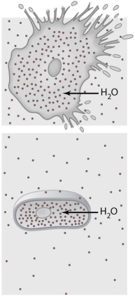 <strong>  The cells illustrated in Figure 3.1 are in a(n) ________ environment.</strong> A) hypotonic B) hypertonic C) isotonic D) fluid mosaic E) passive <div style=padding-top: 35px> 