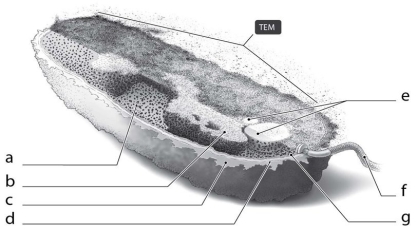 <strong>  What is the function of the cellular structure indicated by c in Figure 3.2?</strong> A) provide shape only B) attach to surfaces only C) protect from dehydration only D) attach to surfaces and protect from dehydration E) serve as carbohydrate storage <div style=padding-top: 35px> 