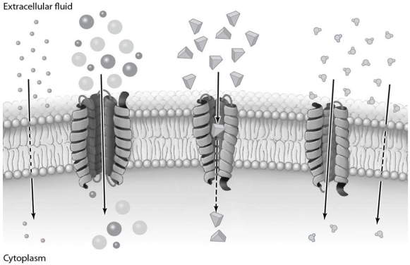 The processes illustrated in Figure 3.4 are driven by electrochemical gradients.
