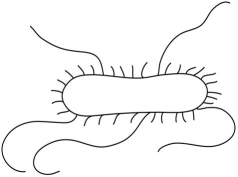   The short structures on the surface of the cell in Figure 3.5 are pili.<div style=padding-top: 35px> 