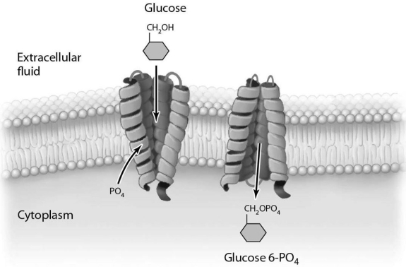   The process illustrated in Figure 3.6 occurs in (eukaryotic/bacterial/archaeal) cells.<div style=padding-top: 35px> 