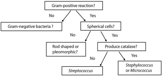 Figure 4.2 represents a (dichotomous/classification/taxonomic) key of the type used to identify a microbe.