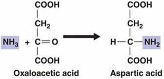 <strong> The process illustrated in the figure above is an example of a(n) ________ reaction.</strong> A) amination B) reduction C) oxidation D) transamination E) transferase