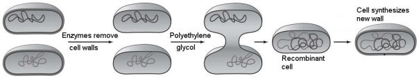 <strong> Which method of inserting DNA into cells is illustrated in Figure 8.1?</strong> A) protoplast fusion B) injection C) electroporation D) a gene gun E) transduction