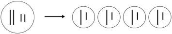 <strong> Which process is represented by Figure 12.1?</strong> A) mitosis B) meiosis C) cytokinesis D) schizogony E) budding