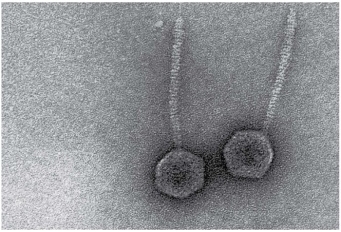 The virions shown in Figure 13.1 have a (complex/helical/polyhedral) capsid.