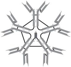 <strong> The type of immunoglobulin illustrated in Figure 16.1 is</strong> A) IgE. B) IgG. C) IgA. D) IgM. E) IgD.
