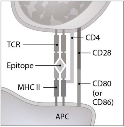 <strong> Figure 16.2 illustrates an interaction between a(n)</strong> A) antigen presenting cell and a B lymphocyte. B) antigen presenting cell and a T lymphocyte. C) NK cell and its target cell. D) CTL and its target cell. E) antigen presenting cell and a plasma cell.