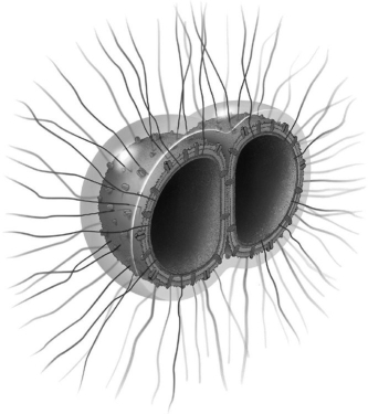 <strong> The illustration is of a Gram-negative bacterium frequently responsible for meningitis. What virulence factor(s) of the bacterium is/are illustrated?</strong> A) a capsule B) fimbriae C) a membrane containing LOS D) a capsule and fimbriae E) a capsule, fimbriae, and a membrane containing LOS