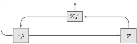 <strong>  What type of reactions take place in the portion of the sulfur cycle indicated in the figure?</strong> A) oxidation-reduction B) fermentation C) dissimilation D) denitrification E) carbon fixation <div style=padding-top: 35px> 