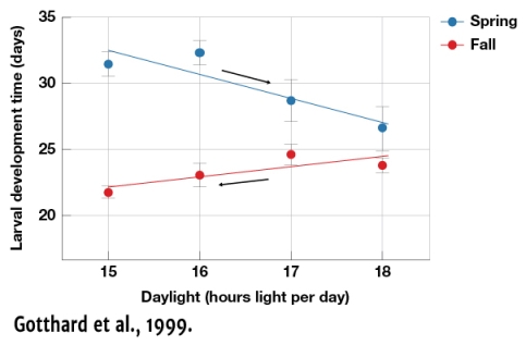 <strong>According to Figure 3.4,Lasiommata maera larvae in the fall </strong> A) Develop at the same rate as larvae in the spring regardless of the hours of light per day B) Develop more quickly when hours of daylight decrease C) Develop more slowly when hours of darkness increase D) Develop more quickly than larvae in the spring when there are fewer hours of light per day
