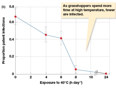 <strong>According to Figure 3.7b,when grasshoppers spend more time at 40 degree Celsius temperatures </strong> A) The proportion of pathogen infections increases. B) The proportion of pathogen infections decreases. C) The proportion of pathogen infections grows exponentially. D) The proportion of pathogen infections decreases but temperature has no effect.