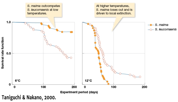 <strong>Figure 3.8 shows the competitive interaction of two salmonids,Salvelinus malma and S.leucomaenis.This figure shows: </strong> A) That temperature has no effect on interspecific competition. B) As the duration of time increases, the two species survival rates seem to converge. C) At low temperatures, both species are driven to extinction. D) At higher temperatures, the survival rate of S. leucomaenis is greater than that of S. malma.