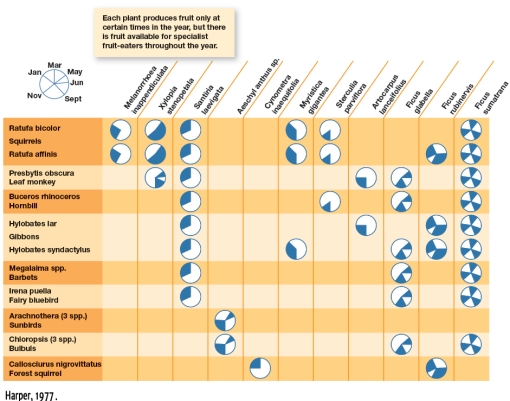 In Figure 4.12,which species feeds primarily during Malaysia's winter months?