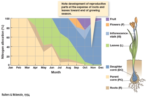 In Figure 5.5,from autumn to spring (March to October)what is the trend in nitrogen allocation to parts of the plant not directly involved with reproduction for this perennial plant from the Southern Hemisphere?