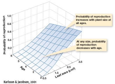 <strong>In Figure 5.9,at what age will a tree with a leaf area of 3.0 cm have a 40% chance of reproduction?  </strong> A) At 2 years of age B) At 3 years of age C) At 5 years of age D) At 6 years of age or later <div style=padding-top: 35px> 