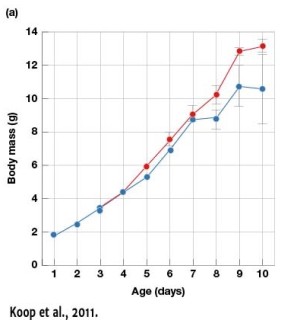 <strong>In Figure 7.2a,which of the following statements is an accurate assessment of what happened with nestlings by the time the experiment ended?  </strong> A) Individuals in both treatments reached similar sizes and the number of fledglings was the same regardless of parasitism B) Individuals from both treatments had about the same mass regardless of parasitism C) Nestlings in unlined nests had more variation in their mass than did nestlings in lined nests D) Body mass of nestlings between treatments was not significantly different. <div style=padding-top: 35px> 