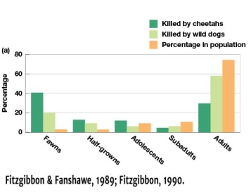 <strong>In Figure 7.10a,which age group experiences the greatest risk of death by cheetah predation?  </strong> A) Adults B) Subadults C) Fawns D) Adolescents <div style=padding-top: 35px> 