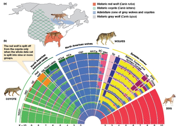 <strong>According to Figure 8.5a,the historic red wolf zone was:  </strong> A) Sympatric with C. latrans, C. lupis, and admixed zones of grey wolves and coyotes. B) Was isolated from C. latrans. C) Was isolated from the admixed zone of grey wolves and C. lupus. D) Misrepresented and never existed. <div style=padding-top: 35px> 