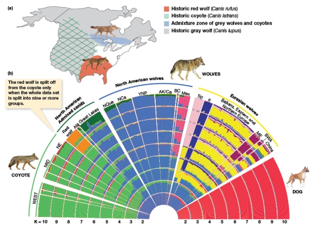 <strong>According to Figure 8.5b,when K=7,the red wolf appears to be primarily genetically composed of which canids?  </strong> A) Domestic dog and Eurasian wolves B) Western coyote and Eurasian wolves C) Western coyote and western grey wolves D) Western coyote and domestic dog <div style=padding-top: 35px> 