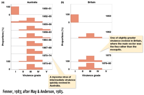 Based on the data in Figures 8.9a and 8.9b,how much longer did it take for intermediate virulence to arise in Australia than in Britain?