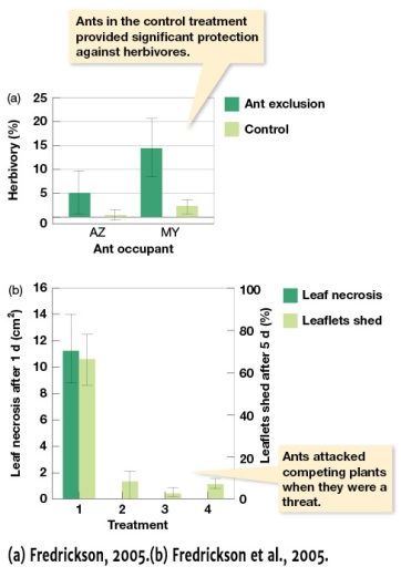 In Figure 8.13a,the percentage of herbivory between Azteca spp.and Myrmelachista schumanni in ant exclusions _______.