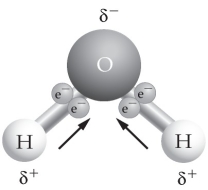<strong>  Use the figure to answer the following question. If two or more of these molecules are in proximity to one another, how will they bond together?</strong> A) hydrogen bonding, with two hydrogen atoms bonded together B) covalent bonding, with two oxygen atoms bonded together C) hydrogen bonding, with a hydrogen atom bonded to an oxygen atom D) ionic bonding, with a hydrogen ion bonded to an oxygen atom <div style=padding-top: 35px> 
