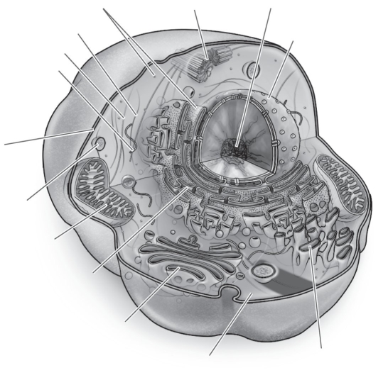 Label the parts of the animal cell.  <div style=padding-top: 35px> 