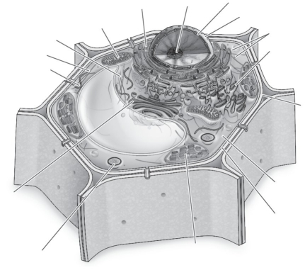 Label the parts of the plant cell.  <div style=padding-top: 35px> 