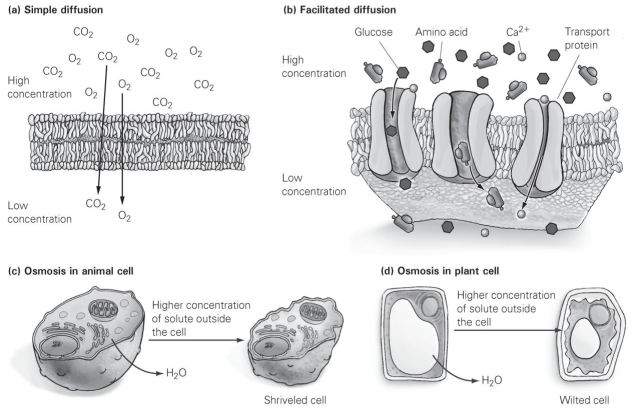 <strong> Use the figure to answer the following question. Which of the following can't freely pass through a cell membrane without going through a protein channel?</strong> A) oxygen B) carbon dioxide C) water D) calcium ions