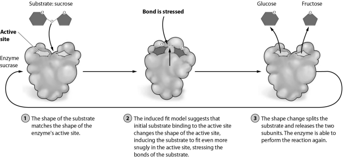 -Assume that a newly developed chemical agent blocks the active site of the enzyme shown in the figure. This drug must be similar in shape and size to