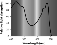 <strong> According to the graph, the chlorophyll pigments found in green leaves are best at absorbing which of these wavelengths of light?</strong> A) 520 nm B) 560 nm C) 620 nm D) 680 nm