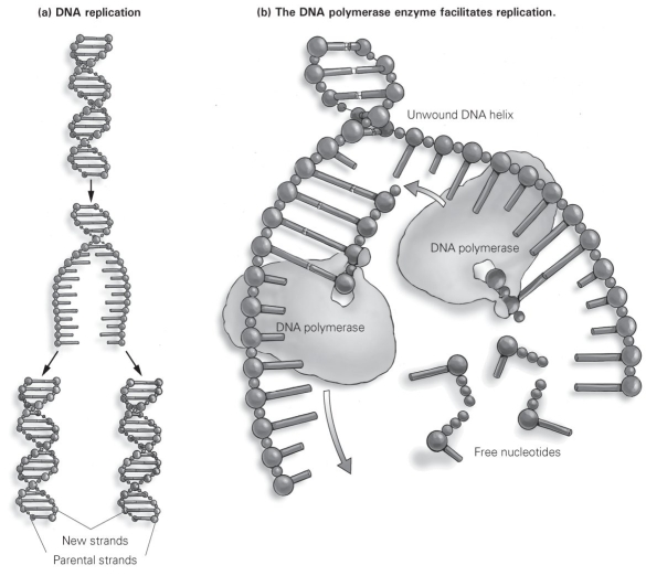 <strong> DNA polymerase moves along the length of the unwound helix, starting at the end of one strand and finishing at the end of the other strand. As shown in this figure, what is the result of this phenomenon?</strong> A) One resulting double strand of DNA is composed of new DNA, and one is composed of parental DNA. B) Free nucleotides are added to one strand of parental DNA but not to the other. C) The DNA polymerase moves toward the unwound helix on one strand of DNA and away from it on the other strand. D) DNA polymerase is destroyed as it binds nucleotides to form each daughter strand.