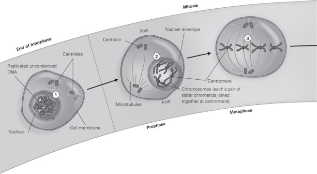 <strong> Use the diagram to complete this sentence. Microtubules connect centrioles to ________ during mitosis.</strong> A) the nuclear envelope B) uncondensed DNA C) cytoplasm D) centromeres