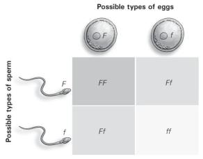 <strong>  How many different types of offspring (genotypes)are possible as a result of this cross, according to the Punnett square?</strong> A) 1 B) 2 C) 3 D) 4 <div style=padding-top: 35px> 