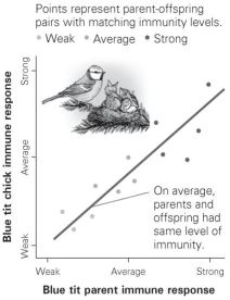 <strong>  According to this graph, what can be concluded about immunity in these birds?</strong> A) The heritability value is approximately 0.50. B) Genes explain all the variation in immunity among birds in this population. C) Environment still plays a role in these birds' immunity, even though heritability is high. D) The heritability of immunity follows a bell-shaped curve, indicating a normal distribution. <div style=padding-top: 35px> 