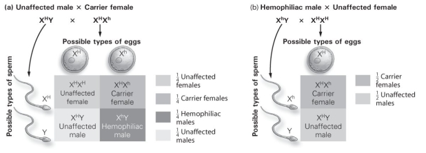 <strong> What are the chances that a hemophiliac male and an unaffected female could have a baby that is a hemophiliac male?</strong> A) 0% B) 25% C) 50% D) 75%