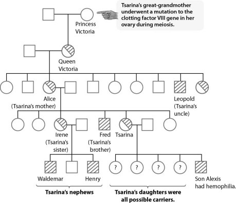 <strong> A pedigree of the British royal family shows that Queen Victoria was the first in the royal line to have</strong> A) hemophilia. B) all of her children born with hemophilia. C) a mutation in a blood-clotting gene. D) inherited a mutation in a blood-clotting allele.