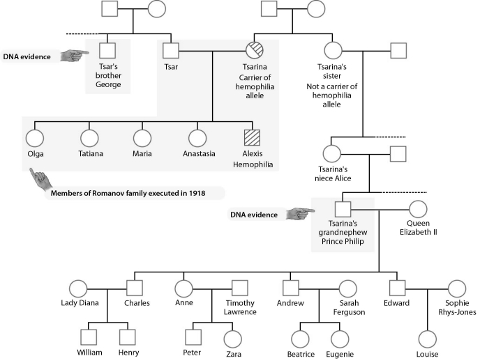 <strong> England's Prince Philip was found to have DNA sequences that matched ________.</strong> A) both the tsar and the tsarina B) the tsar but not the tsarina C) the tsarina but not the tsar D) neither the tsar nor the tsarina