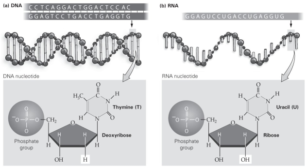<strong>  As shown in this figure, which of the following is a difference between DNA and RNA?</strong> A) the presence of a nitrogen-containing base B) the presence of a phosphate group C) the type of sugar present D) the presence of guanine <div style=padding-top: 35px> 